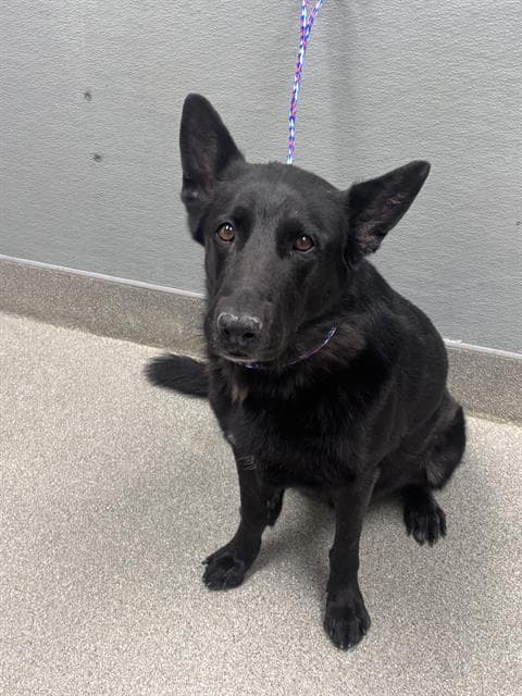 Brookie - German Shepherd Dog