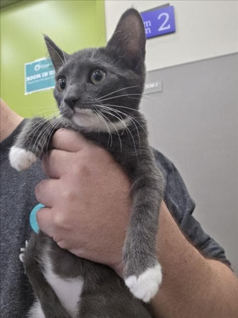 Celeste - Domestic Short Hair