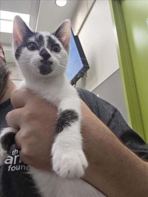Goat Cheese - Domestic Short Hair