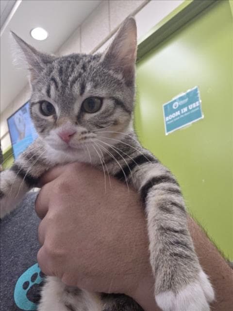 Toaster Treats - Domestic Short Hair