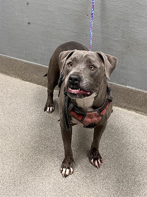 Doki - Pit Bull Terrier