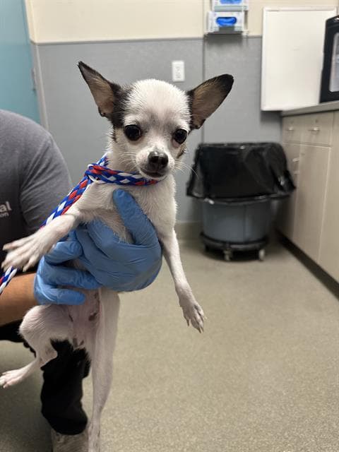 Rachel - Chihuahua