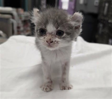 Lime - Domestic Short Hair