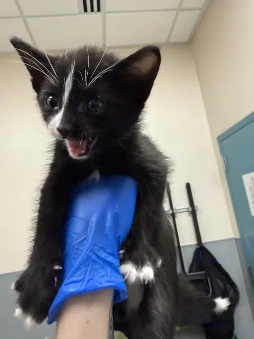 Udon - Domestic Short Hair