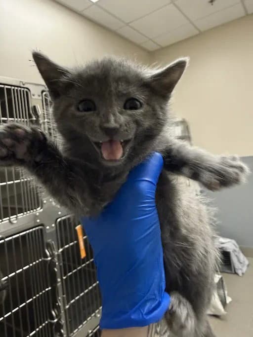 Miso - Domestic Short Hair
