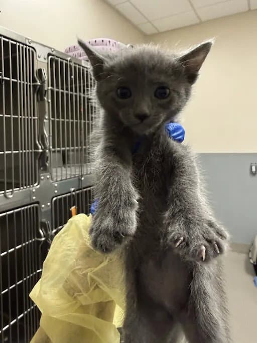 Soba - Domestic Short Hair