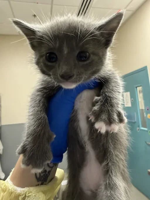 Ramen - Domestic Short Hair