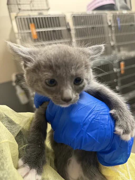 Nori - Domestic Short Hair