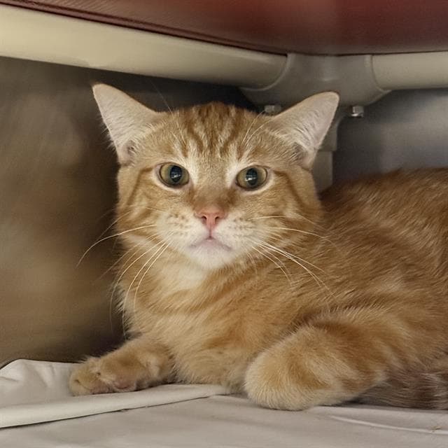 Santiago - Domestic Short Hair