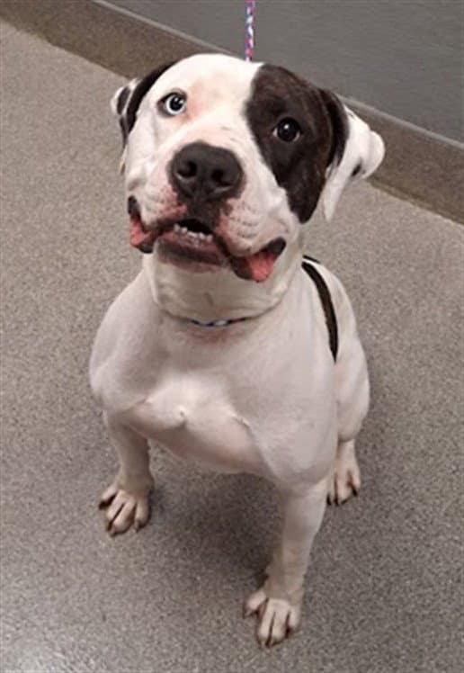 Blue - Pit Bull Terrier