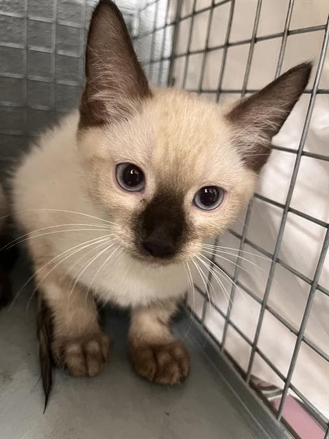 Marjorie - Domestic Short Hair