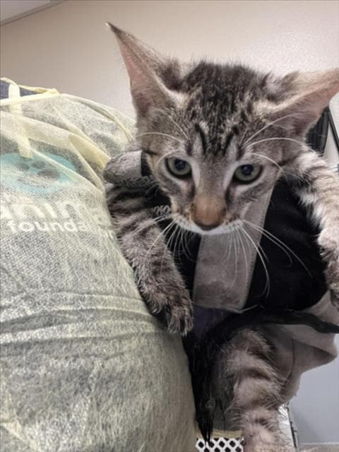 Glenda - Domestic Short Hair