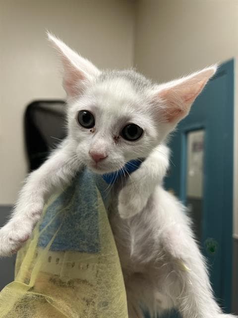 Unknown - Domestic Short Hair