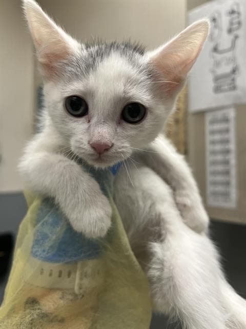 Unknown - Domestic Short Hair