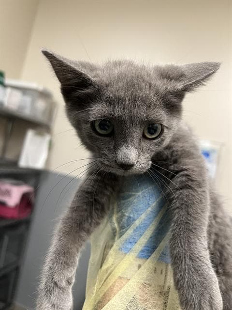 Shamu - Domestic Short Hair