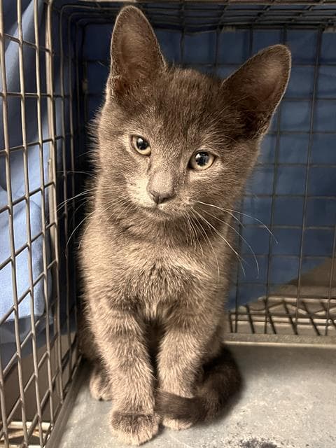 Mimi - Domestic Short Hair