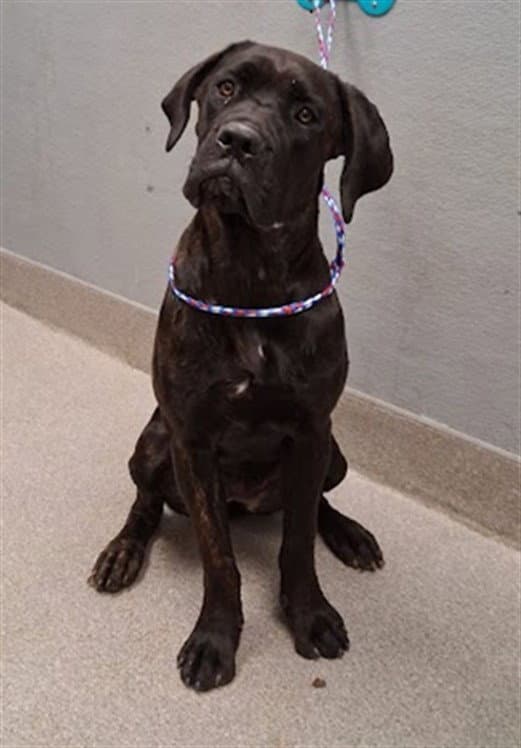 Annie - Cane Corso Mastiff