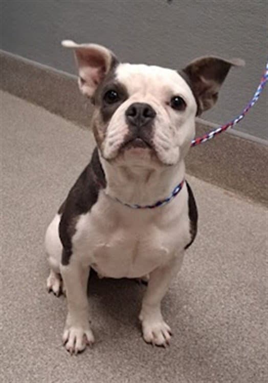 Mariposa - French Bulldog