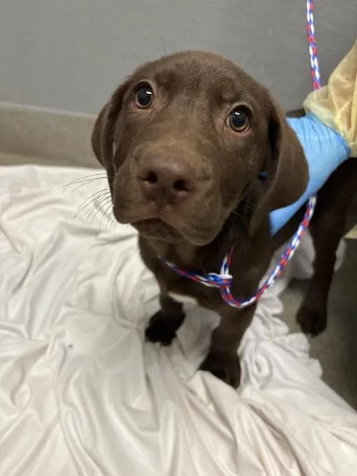 Pablo - Labrador Retriever