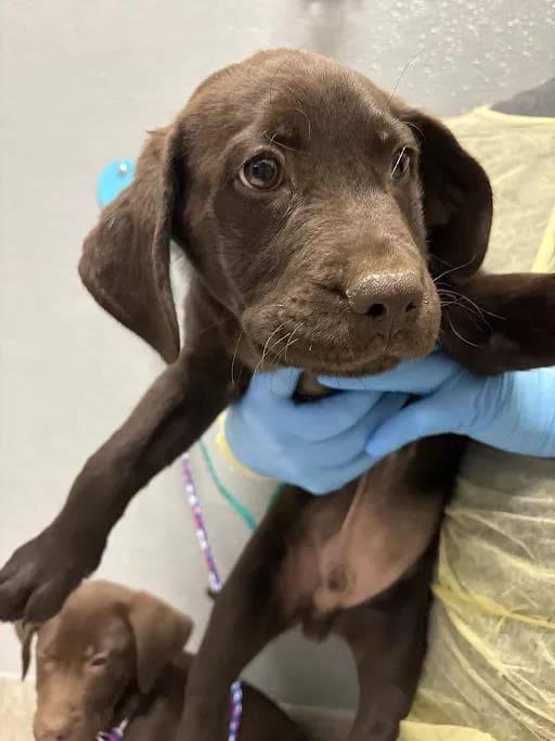 Pedro - Labrador Retriever