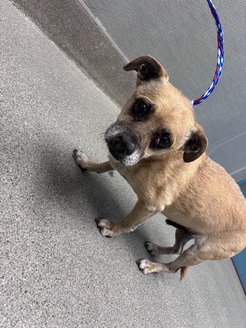 Tanner - Chihuahua