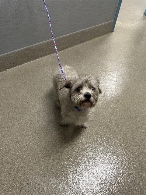Cash - Miniature Schnauzer