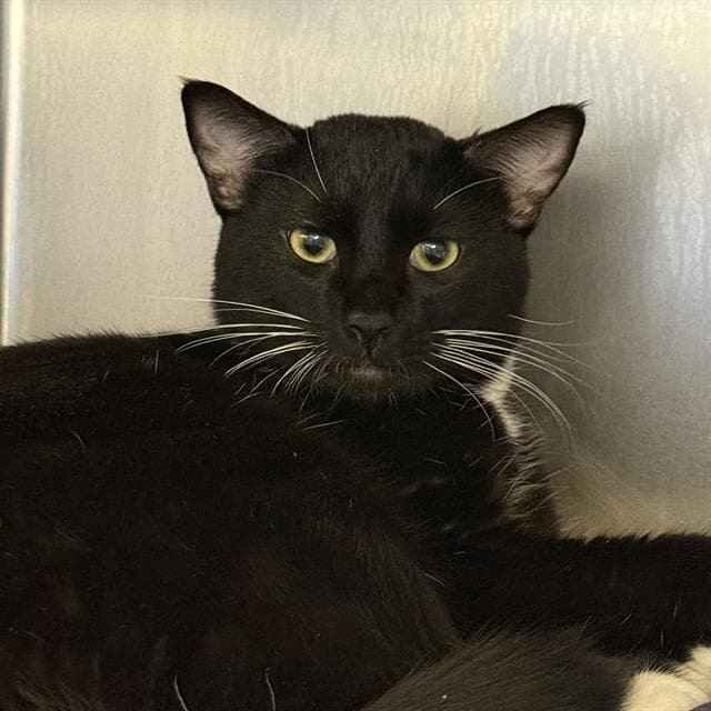 Biscotti - Domestic Short Hair