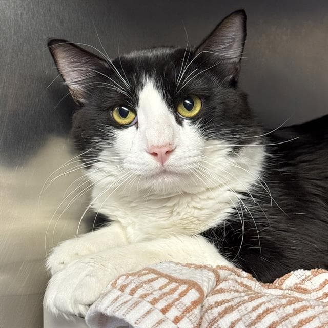 Provolone - Domestic Short Hair