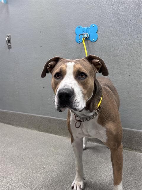 Ocean Tide - Pit Bull Terrier