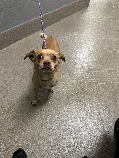 Sid - Chihuahua