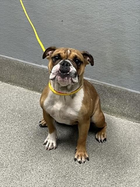 Super - English Bulldog