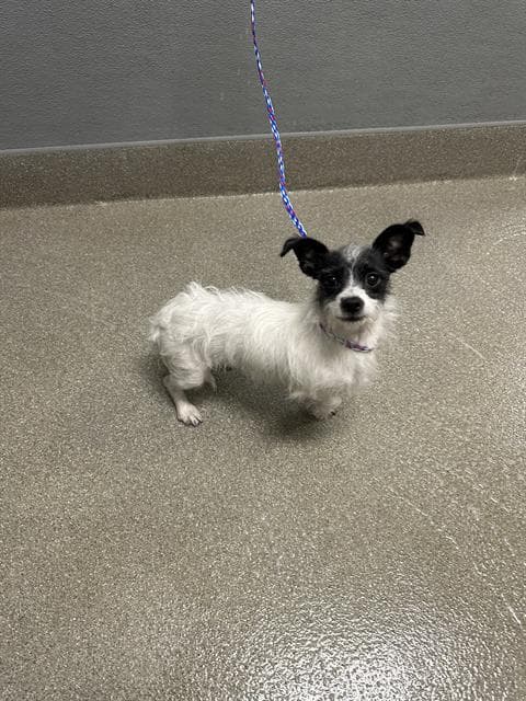 Sandy Lee - Terrier