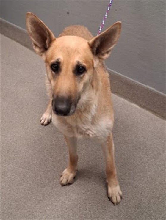Tesla - German Shepherd Dog