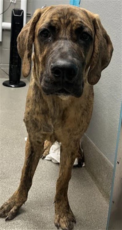 Louie - Cane Corso Mastiff