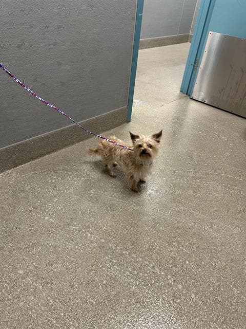 Salina - Terrier