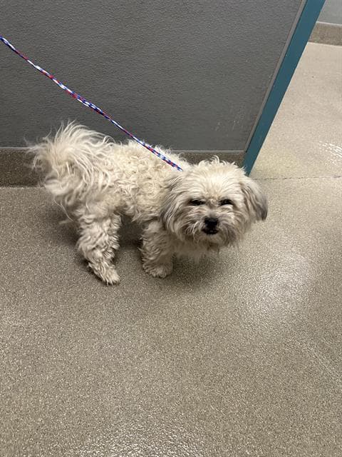 Scruff-A-Luf - Shih Tzu