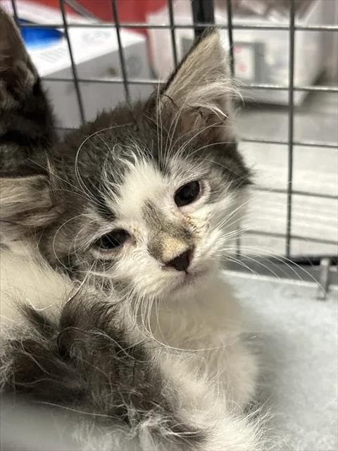 Larry - Domestic Short Hair