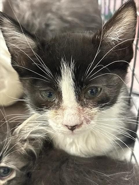 Leo - Domestic Short Hair