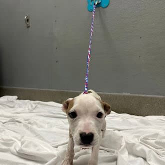 Sonique - Pit Bull Terrier