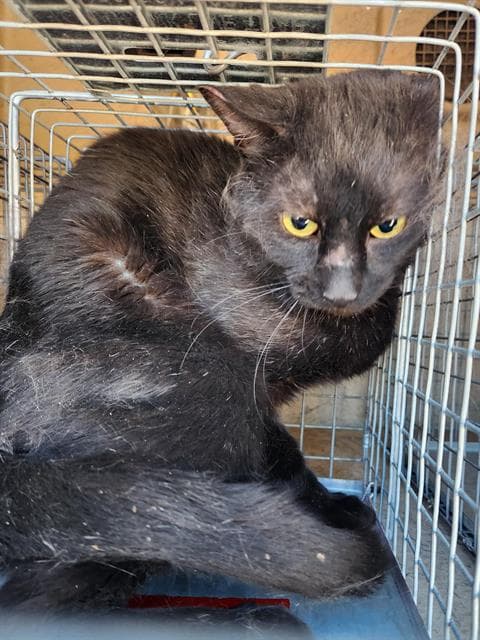Unknown - Domestic Short Hair