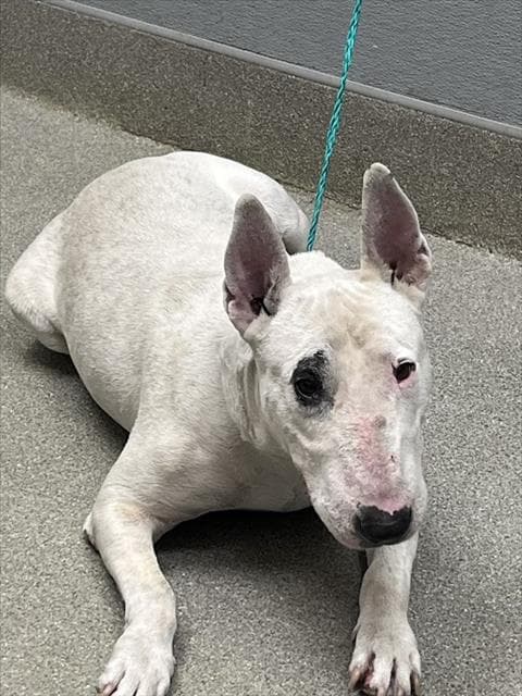 Apache - Bull Terrier