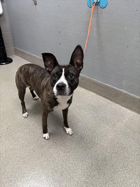 Daisy - Pit Bull Terrier