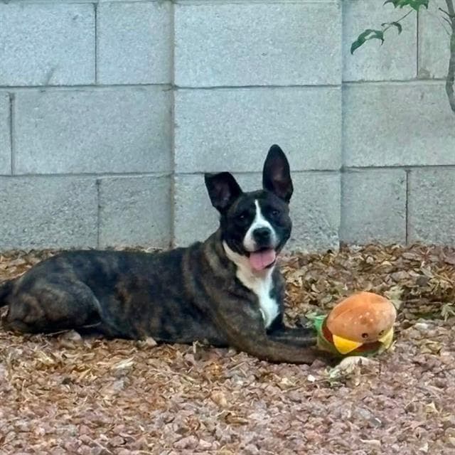 Daisy - Pit Bull Terrier