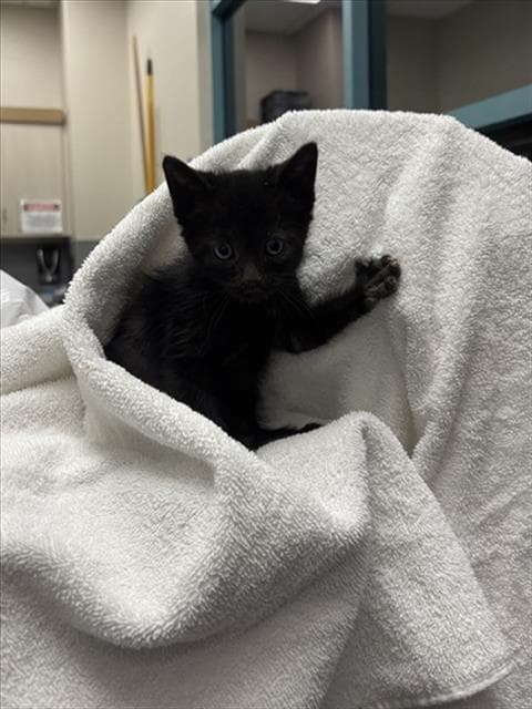 Thing Two - Domestic Short Hair