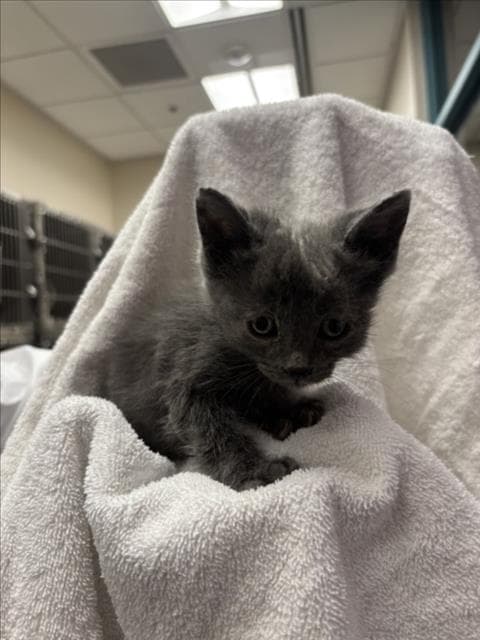 Thing Three - Domestic Short Hair