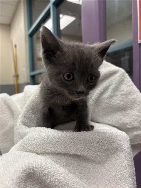 Thing One - Domestic Short Hair
