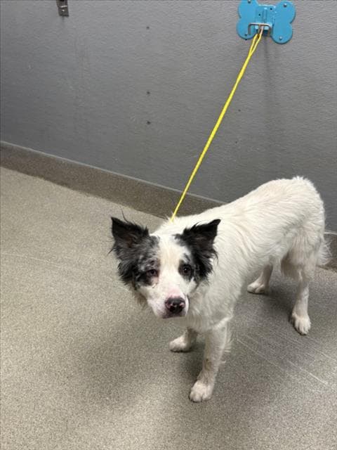 Dingo - Australian Shepherd