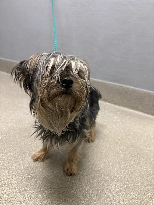 Banana Chip - Yorkshire Terrier Yorkie