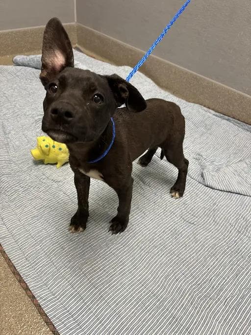 Onxy - French Bulldog