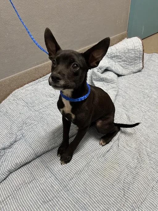 Diamond - French Bulldog